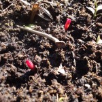 das werden doch nicht schon die Pfingstrosen sein?