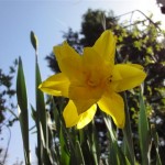 Narzisse